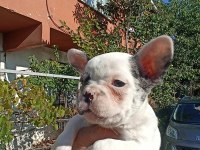 Anne altından eşsiz sağlıklı french bulldoglar