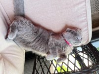 British shorthair dişi kedim