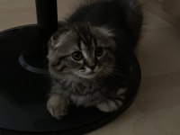 Scottish fold 3 aylık