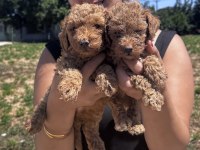 Red Sağlık Ve Irk Garantili Toy Poodle Yavrularım