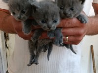British Shorthair Bebeklerimiz
