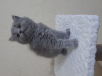 Dünyalar tatlısı british longhair ve scottish bebeklerimiz