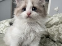 Kız kardeşler British longhair ve shorthair