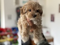 Ankaranın en seçkin tea cup kore maltipoo yavruları