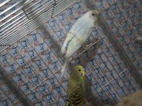 Çek jumbo şov jumbo albino muhabbet kuşu