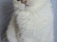 Golden british shorthair yavrular