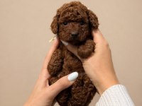 Irk Garantili Toy Poodle Köpekler