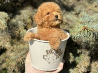 A+ Maltipoo Yavrular