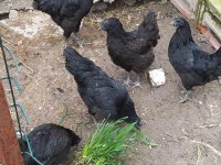 AYEM CEMANİ CİVCİV
