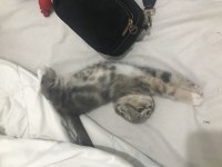 Scottish fold dişi kedi