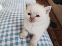 British shorthair yavrularımız yuva arıyor