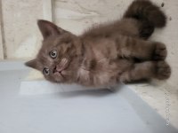 Whiskas british shorthair sağlıklı ve güçlü