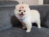 5 aylık pomeranian köpekler