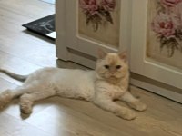 British Golden Kedimizi Sahiplendirme
