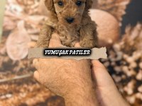 Sevimli Irk Toy Poodle