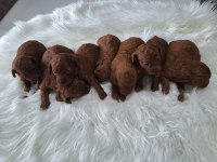 Mersinin tatlı poodle yavruları