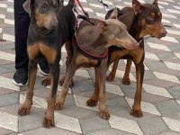 İsabella, Blue ve Kızıl renk özel eğitimli dobermanlar