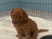 1 dişi ve 1 erkek toy poodle yavrular