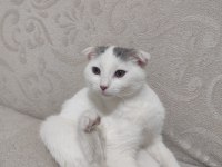 3 Aylık Scottish Fold Kedimiz