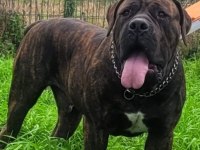 BOERBOEL GÜNEY AFRİKA MASTİFF