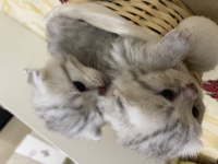 A kalitede Scottish fold yavrular