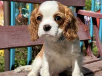 Irk ve sağlık garantili cavalier king charles yavrularım