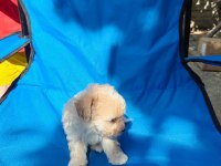0 numara maltipoo
