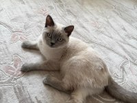 6 aylık shorthair kedimize yuva arıyoruz