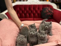British shorthair