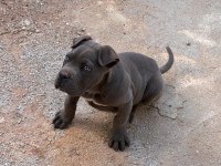 Yavru cane corso