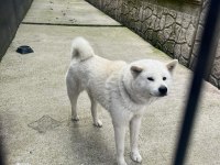 Akita 9 aylik erkek