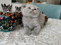 Sağlıklı oyuncu evde büyüyen scottish fold yavrular