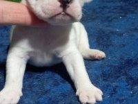 French bulldog yavrumuz