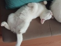 Erkek beyaz british shorthair 7 aylık uygun
