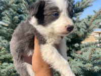 Petmode köpek çiftliğinden border collie yavrular