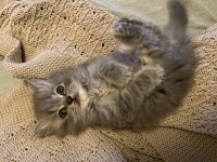British Longhair Erkek