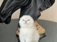 Silver Point Safkan Scottish Fold Yavrum