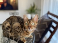Bengal kedisi tarçına eş aramaktayız