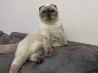 Scottish fold