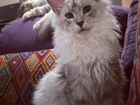 Yalnızca ömürlük tecrübeli ailelere safkan maine coon