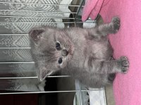 British shorthair yavrumuz yeni yuvasını arıyor