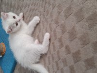 Yeni yuvasına gitmeye hazır dişi british shorthair yavrumuz
