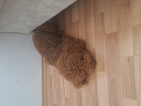 Poodle erkek köpeğimizi çiftleştirme