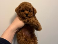KORE KAN POODLE