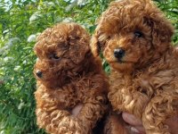 ORJİNAL IRK GARANTİLİ TOY POODLE 