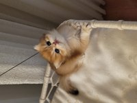 Son Golden British Longhair Erkek