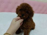 Kore Kan Poodle Bebekler
