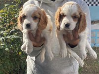 Cavalier king charles yavrular