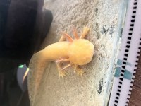 Sarı Albino Erkek Aksolotl