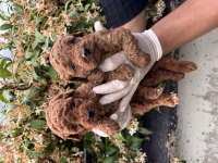 Dünyanın en zeki ikinci ırkı Toy Poodle